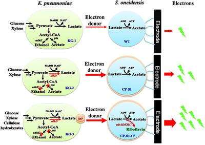 Engineering Microbial Consortia for High-Performance Cellulosic Hydrolyzates-Fed Microbial Fuel Cells